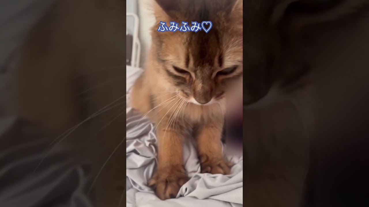 赤ちゃんの気持ちでふみふみするソマリ #ソマリ #いやしねこ #甘えん坊の猫