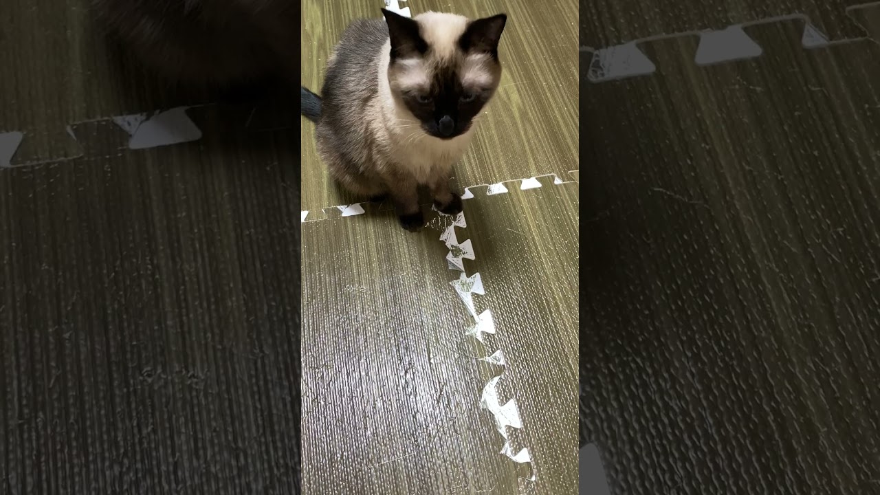 【2023.10.17】今日のシャム猫のふくさん（音無し）【たぬき猫】 #shorts