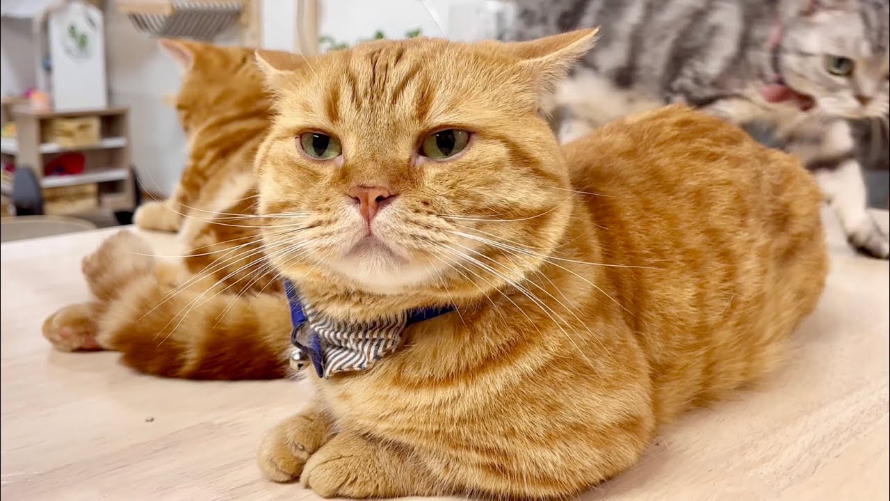 ごはんタイムの茶々パパに密着取材！ #猫 #マンチカン