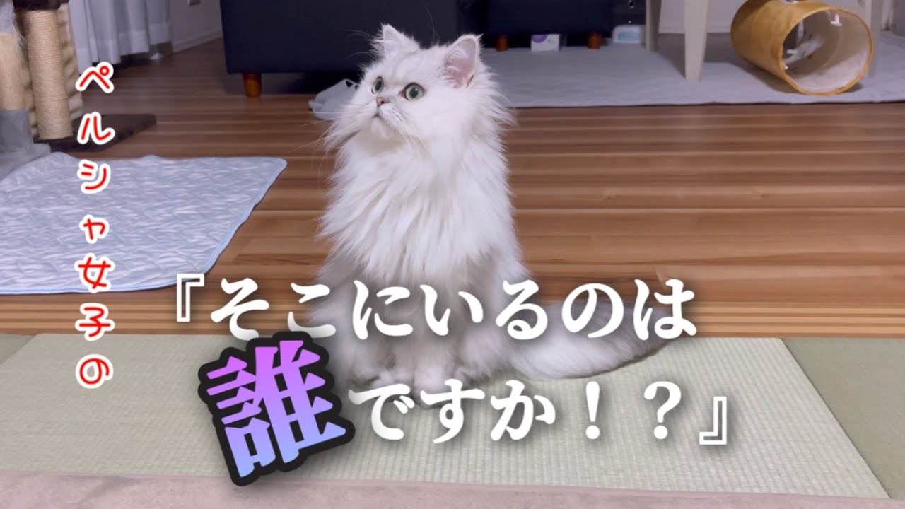 ペルシャ女子の『そこにいるのは誰ですか！？』【猫動画】