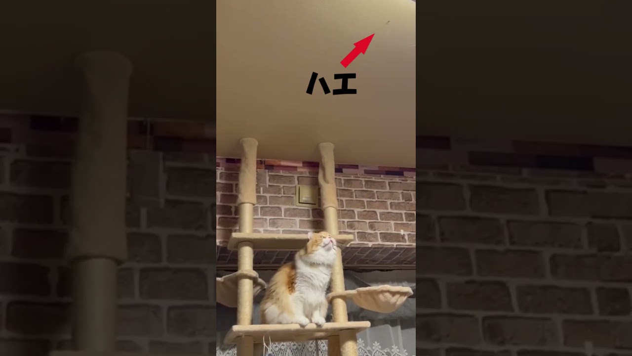 ハエが遊びに来ました(笑) #shorts  #猫 #アメリカンカール #cat