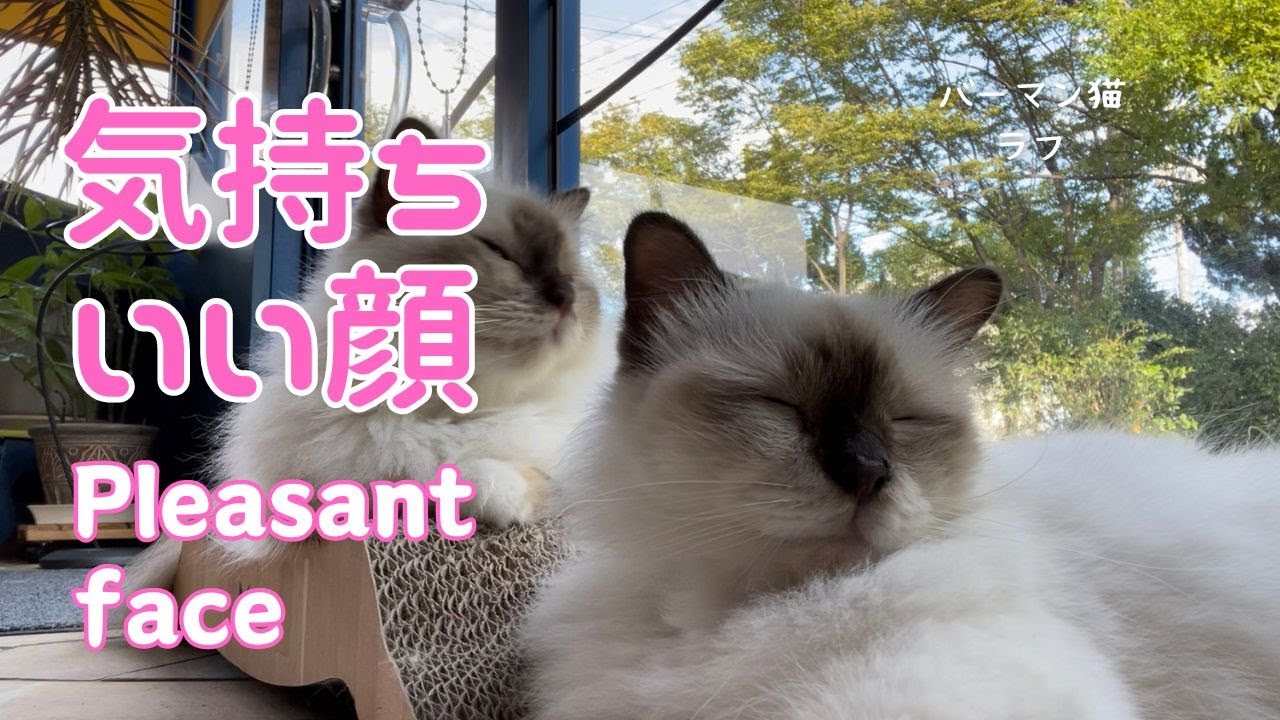 バーマン猫ミカとラフ【気持ちいい顔】Pleasant face（バーマン猫）Birman/Cat