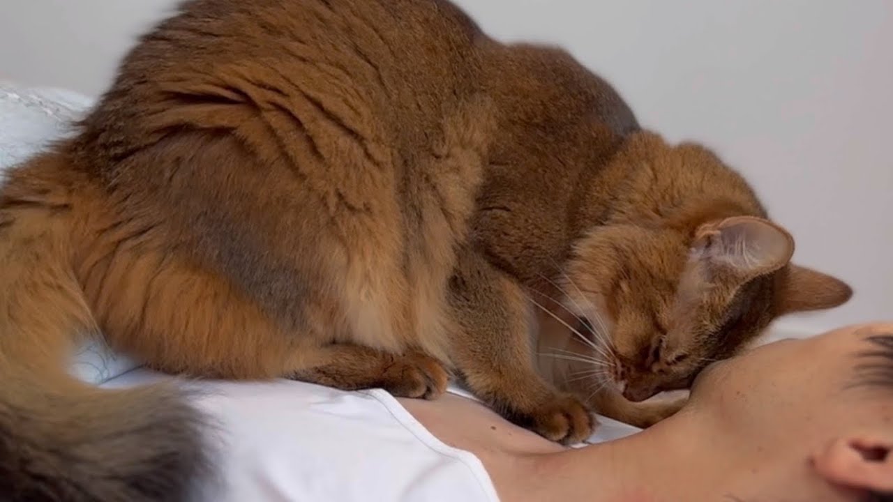 猫の舌のザラザラに耐えて寝たふりを続けると