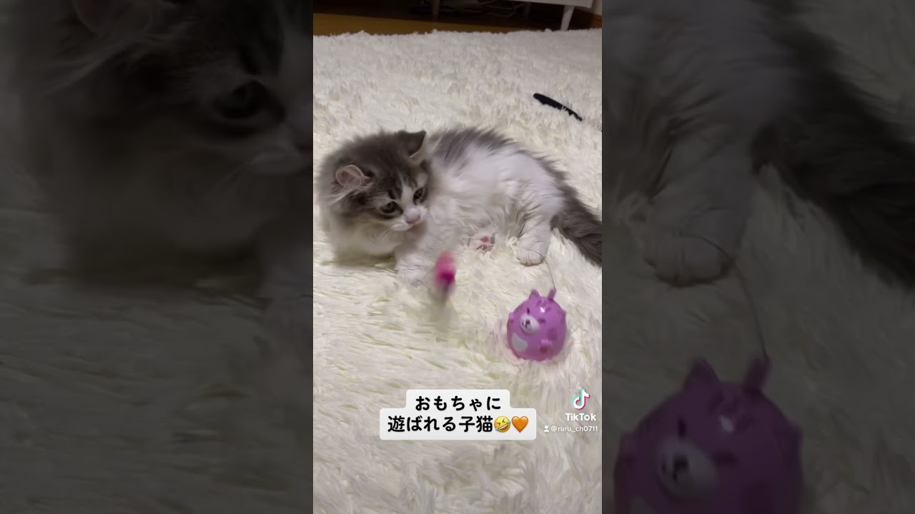 【子猫】おもちゃに遊ばれる子猫🤣💕#shorts #こねこ #子猫 #マンチカン #キンカロー #猫 #cat #고양이
