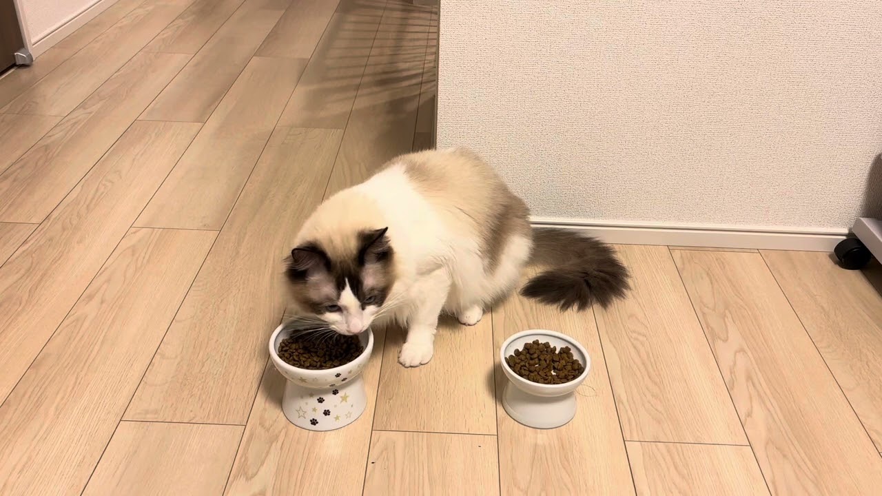 猫のご飯　アメリカンカール　ラグドール