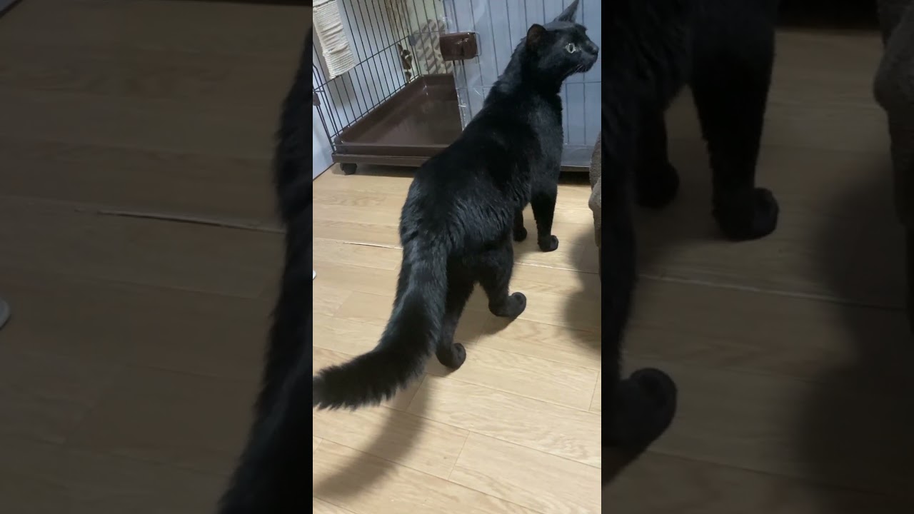 【黒猫】ジラフとの追いかけっこで尻尾がボンてなるクルー#shorts