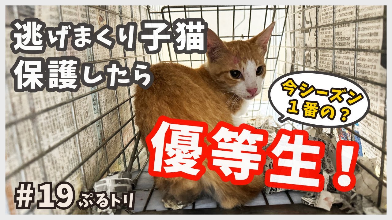 【保護 子猫】野良猫だった優等生子猫がケージに入ると一変!? 今回はその序章だけご覧ください。【天才にゃんと天然にゃん・ぷるトリ19】/ brown and white kitten