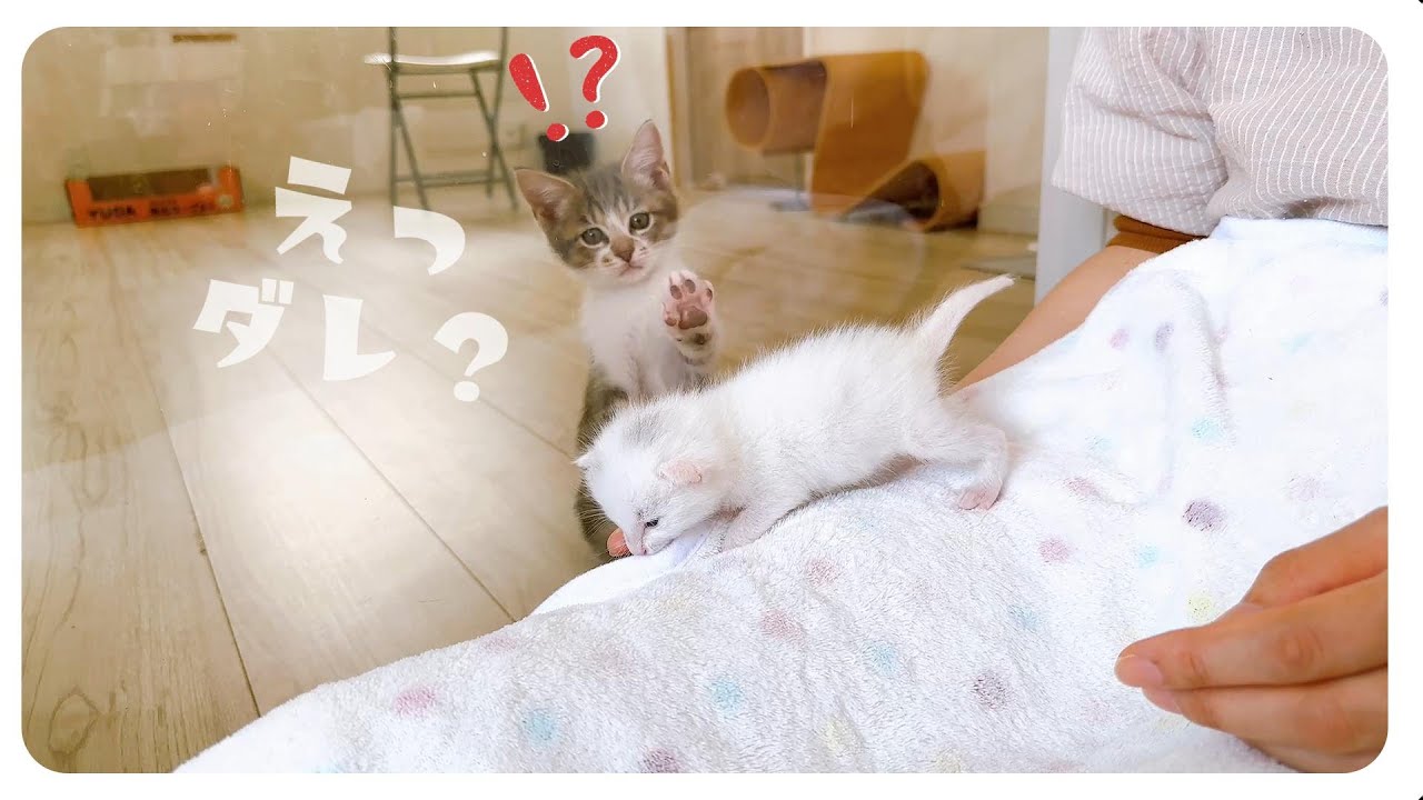 【163gのひとりっ子猫】「きゅ～」かわいすぎてかわいすぎて★体重はこんなに変わります【保護猫生活2日目】