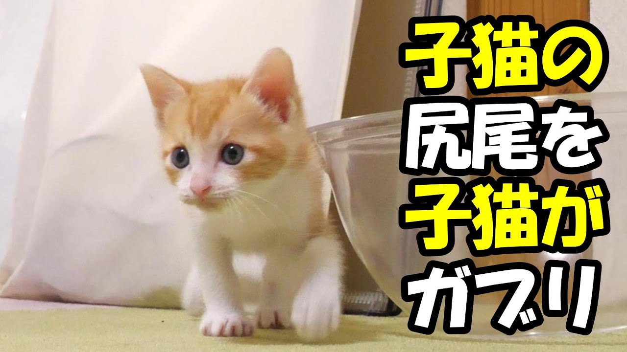 この後、子猫の尻尾がガブリとされる【赤ちゃん猫　保護猫】