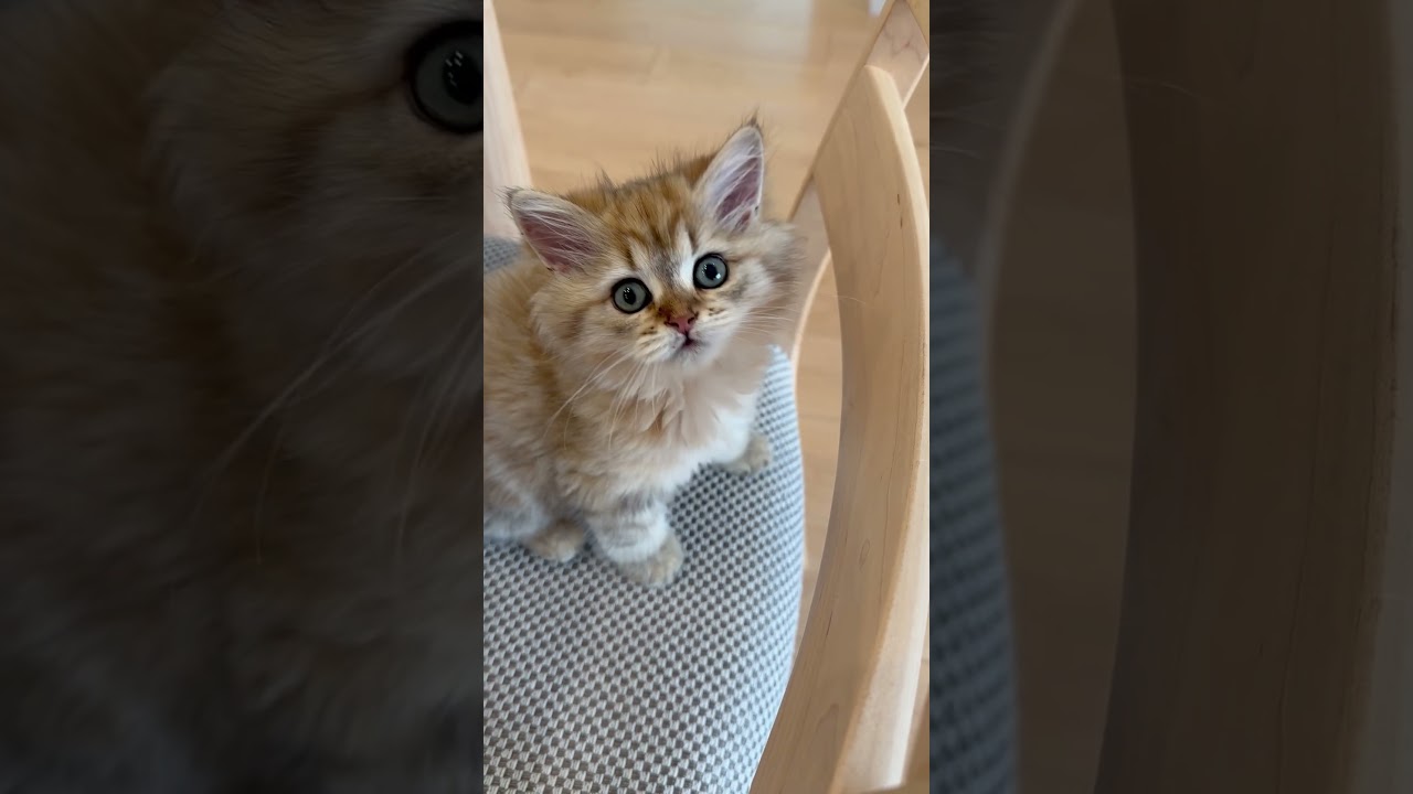 子猫とにらめっこ 【サイベリアン】 #Shorts