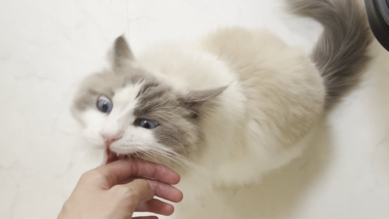 大好きな布団を取りあげられて激怒してくるラグドール猫が怖すぎたw