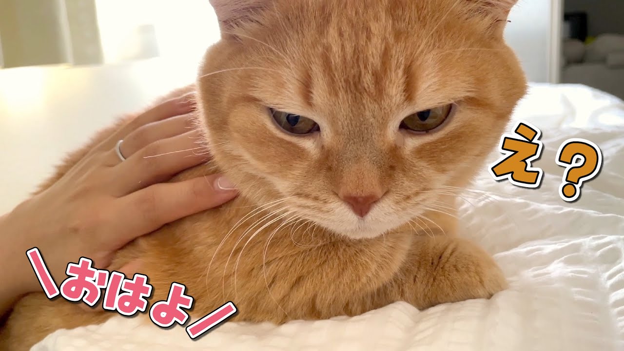 なかなか起きてくれない猫との添い寝にはご注意ください…！