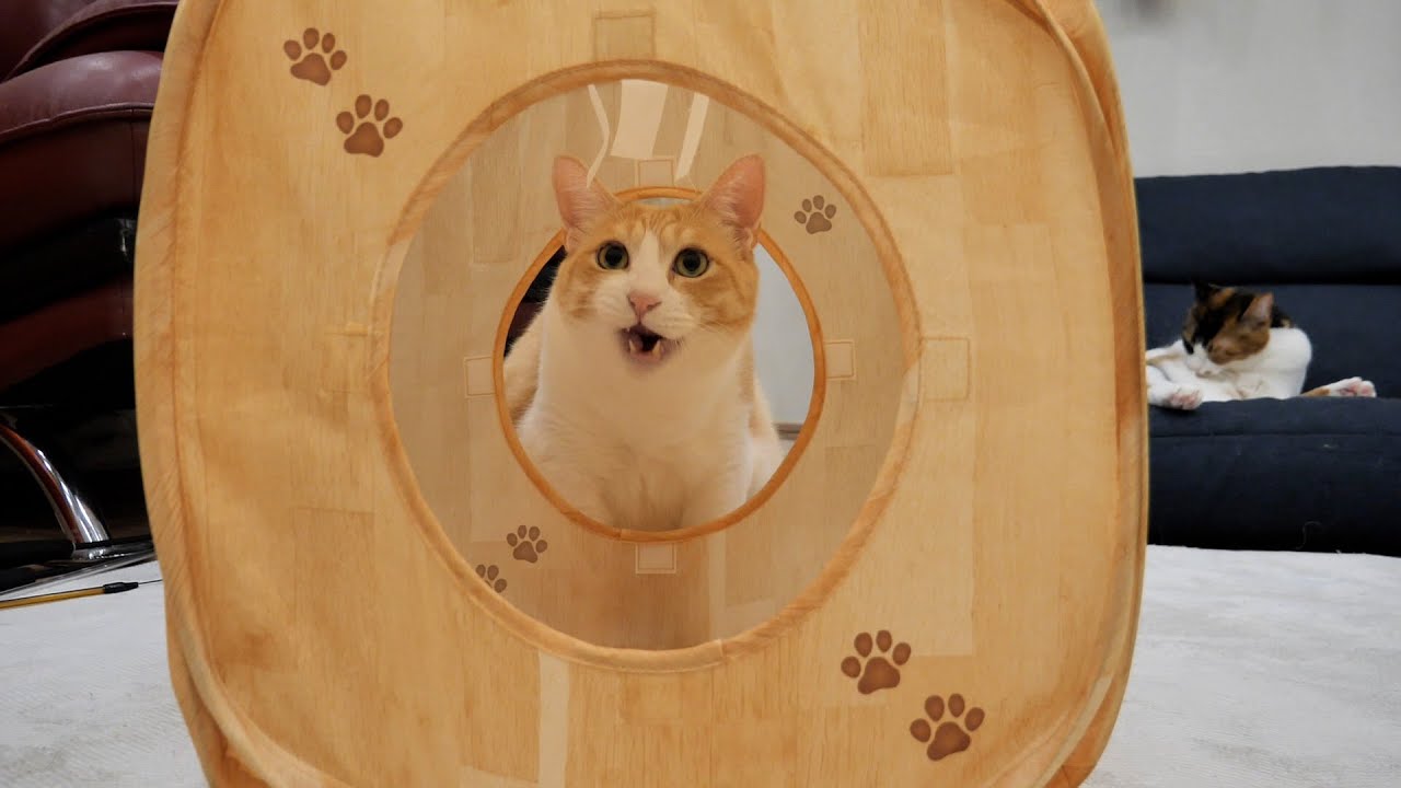 猫のとある行動を撮ろうと試行錯誤するも絶望する動画です。