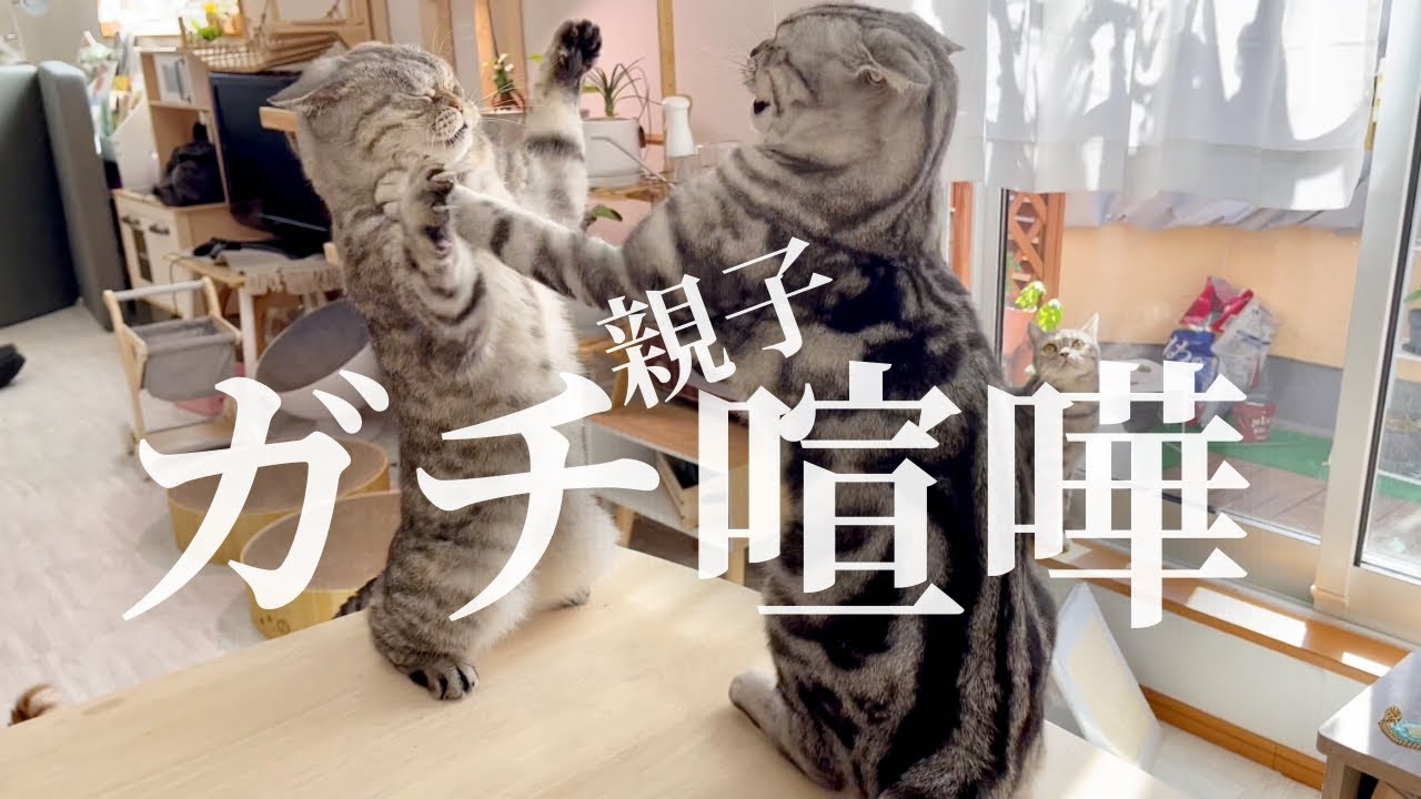 ママから理不尽に怒られてクロくんが遂に怒った！ #猫 #マンチカン #shorts