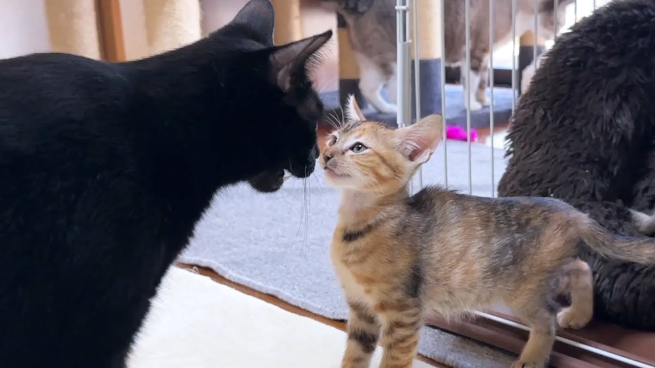 【子猫と先住猫】扉を全開放して1番初めにとった行動がそれなの？笑