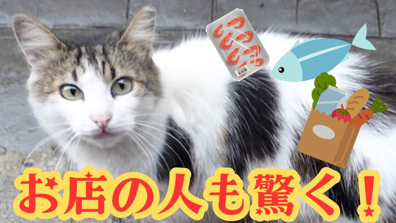 猫と一緒に買い物へ！外で待っている姿は賢すぎ！いっぱいの猫が登場するネコ散歩