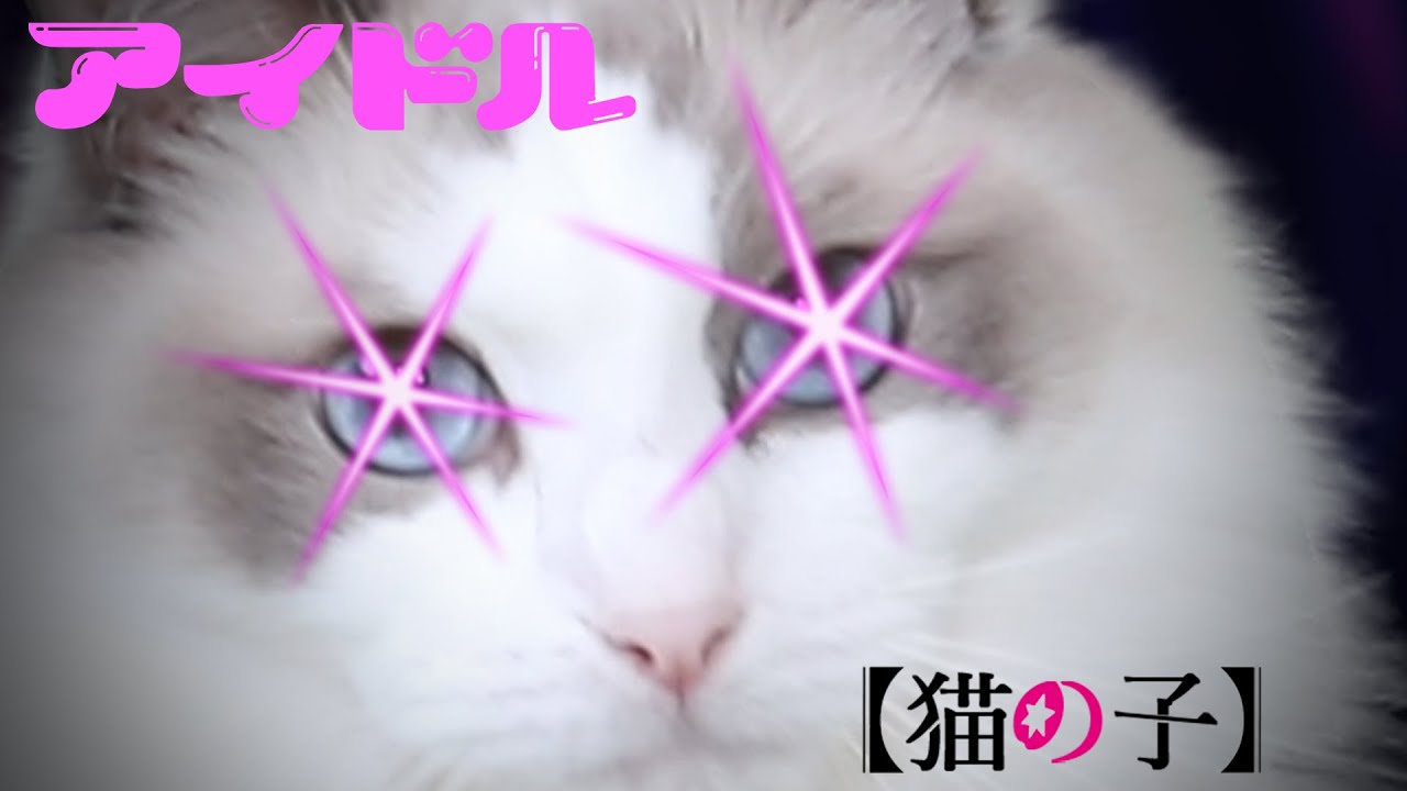YOASOBI「アイドル」猫ver.