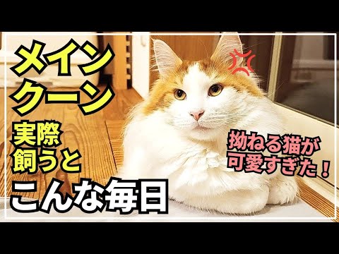 怒った顔も可愛すぎる大型猫メインクーン