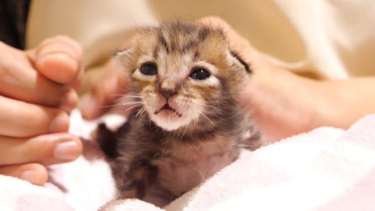 甘えん坊の子猫がママになでなでをおねだりする【赤ちゃん猫　保護猫】