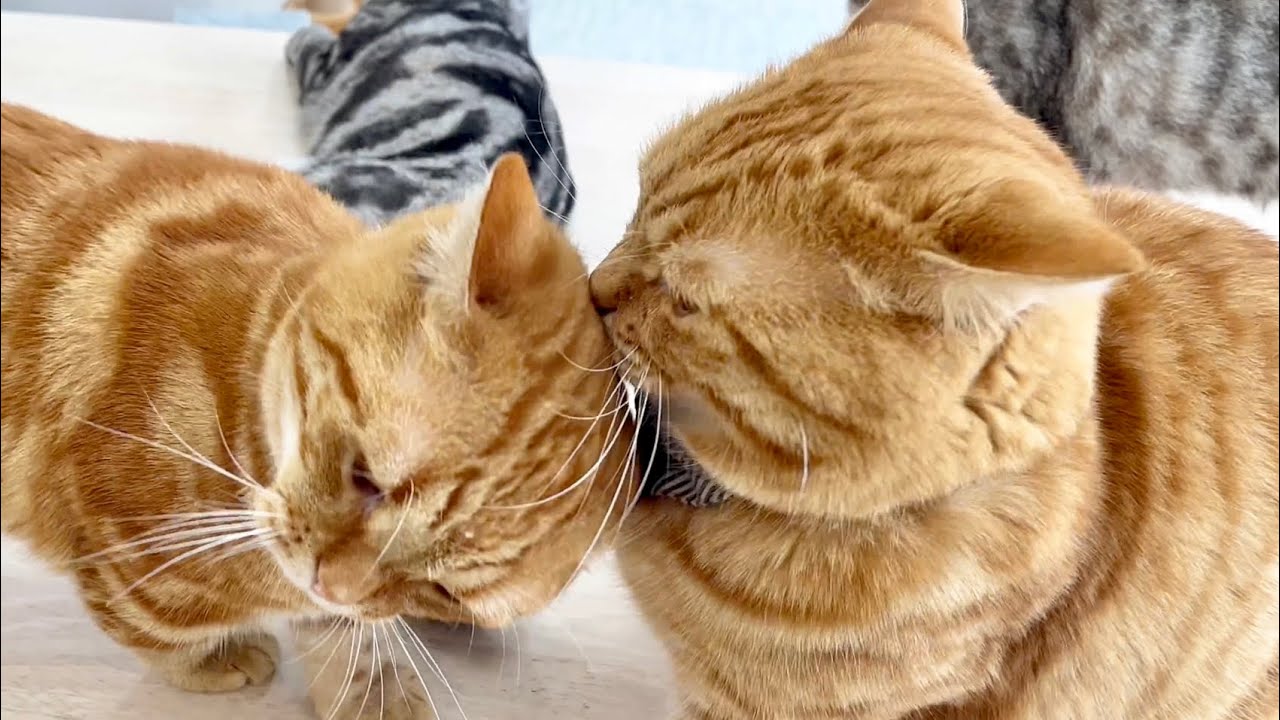 パパに大好きアピールするちゃびくんとぽちゃくんのお尻の匂いをなんとしてでも嗅ぎたいあいちゃん #猫 #マンチカン #アメリカンショートヘア