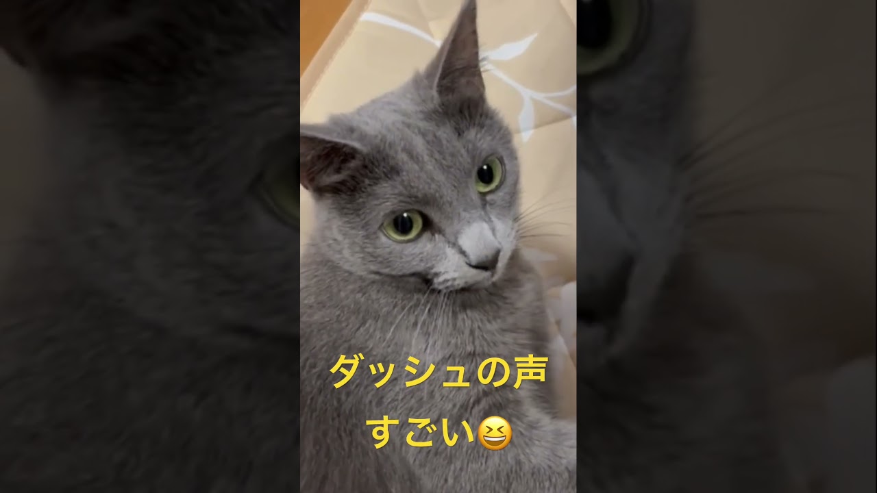 ダッシュする時の声がヤバい猫（ロシアンブルー）#shorts