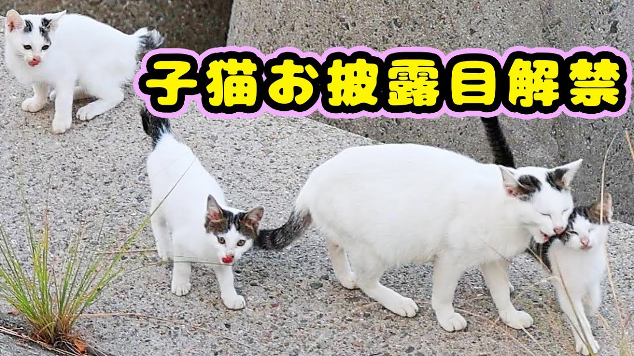 子猫たちをはじめてお披露目した母猫