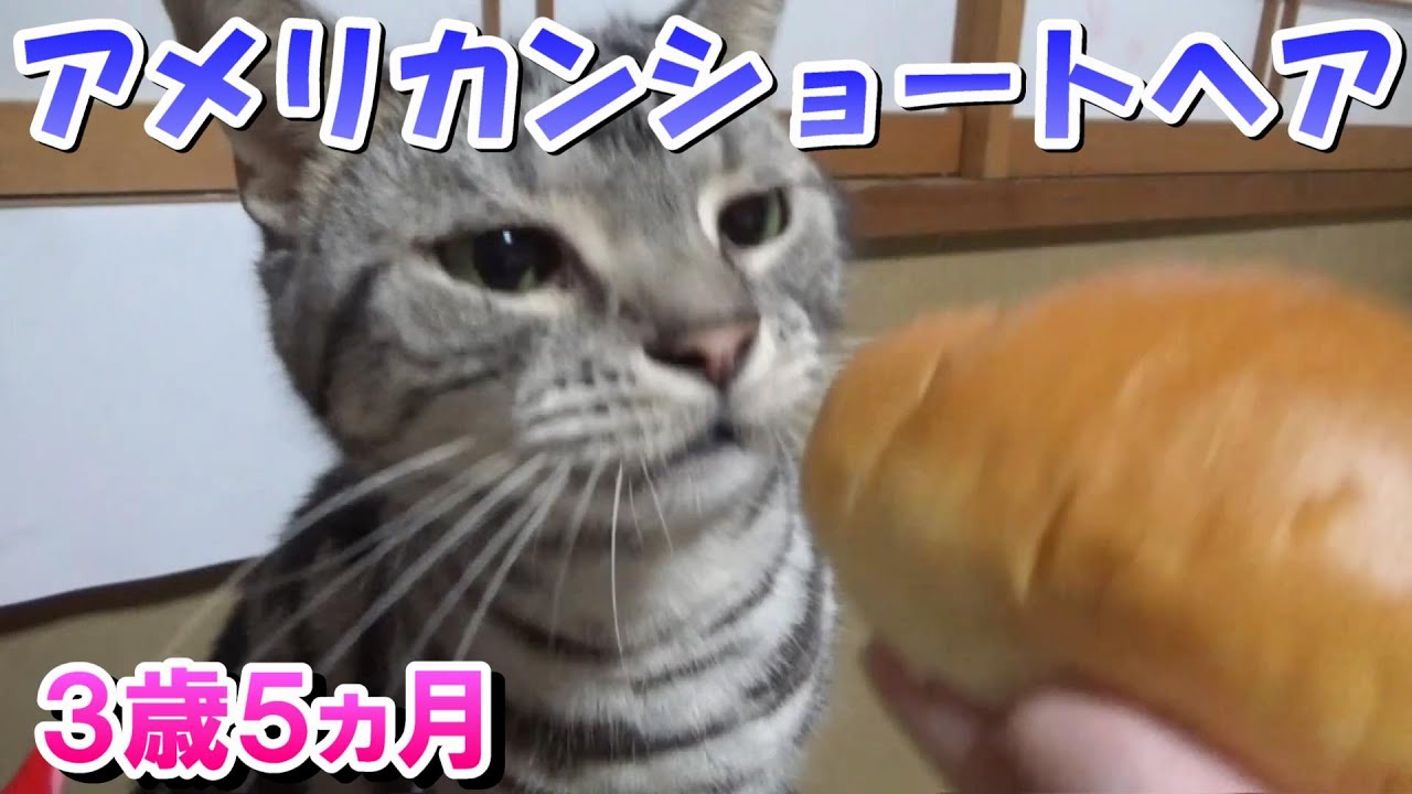 朝の猫さん！３歳５ヵ月の様子（アメリカンショートヘア）