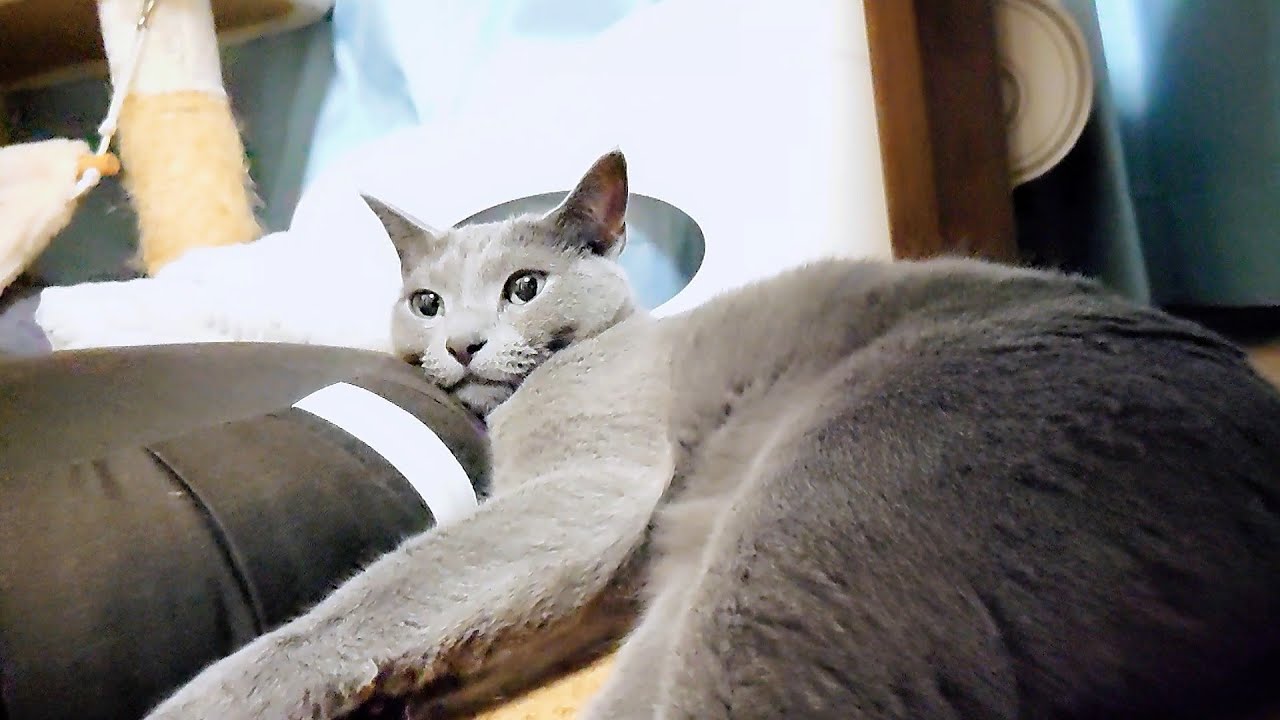 【猫動画】遊び疲れてもクッションは渡さないロシアンブルー【russianbule】Russian Blue won't give you a cushion even if you're tired