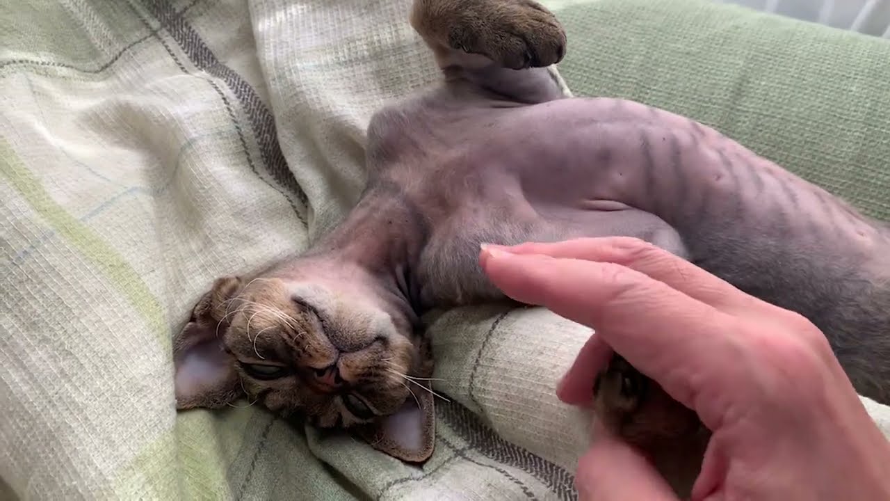 デボンレックス子猫に触り放題のお昼寝タイムです(Devon Rex kitten taking a nap is so cute)