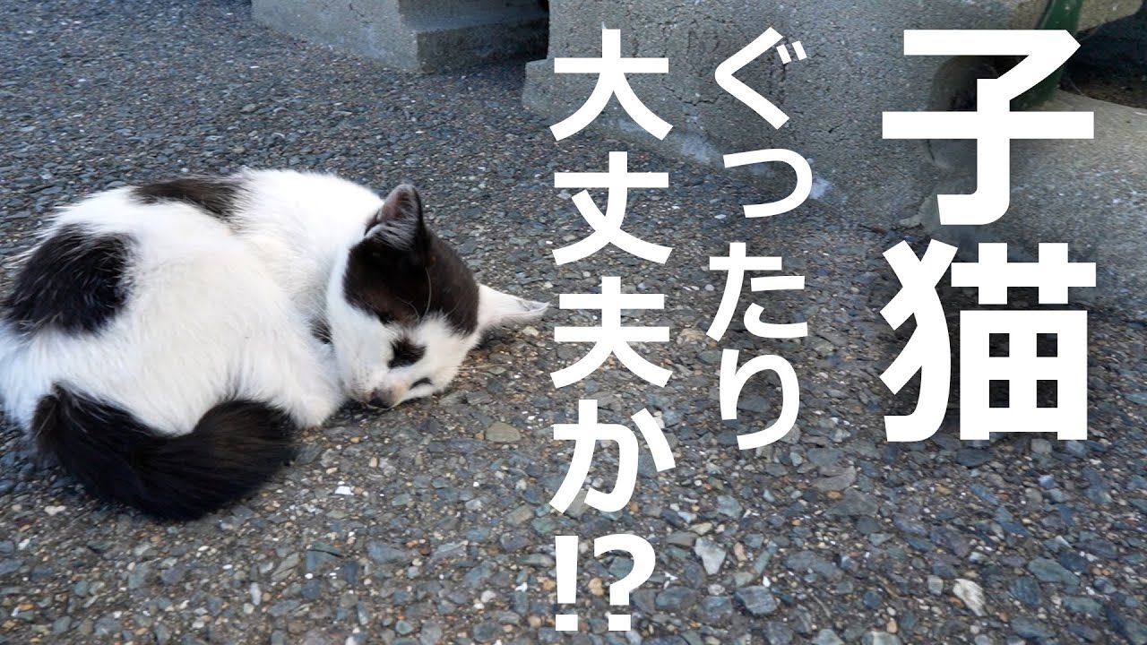 倒れている子猫がいた！大丈夫か近づいてみた結果…