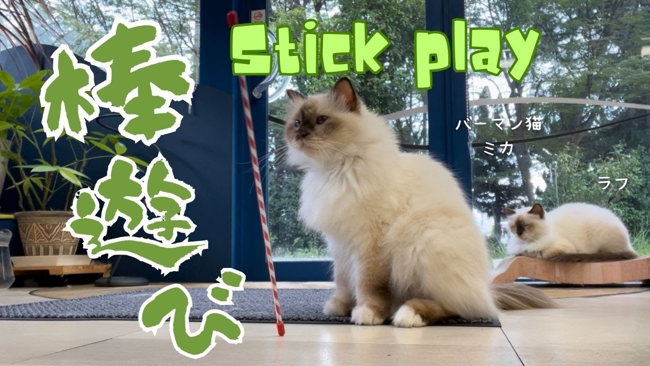 バーマン猫ミカとラフとウリ【棒遊び】Stick play（バーマン猫）Birman/Cat