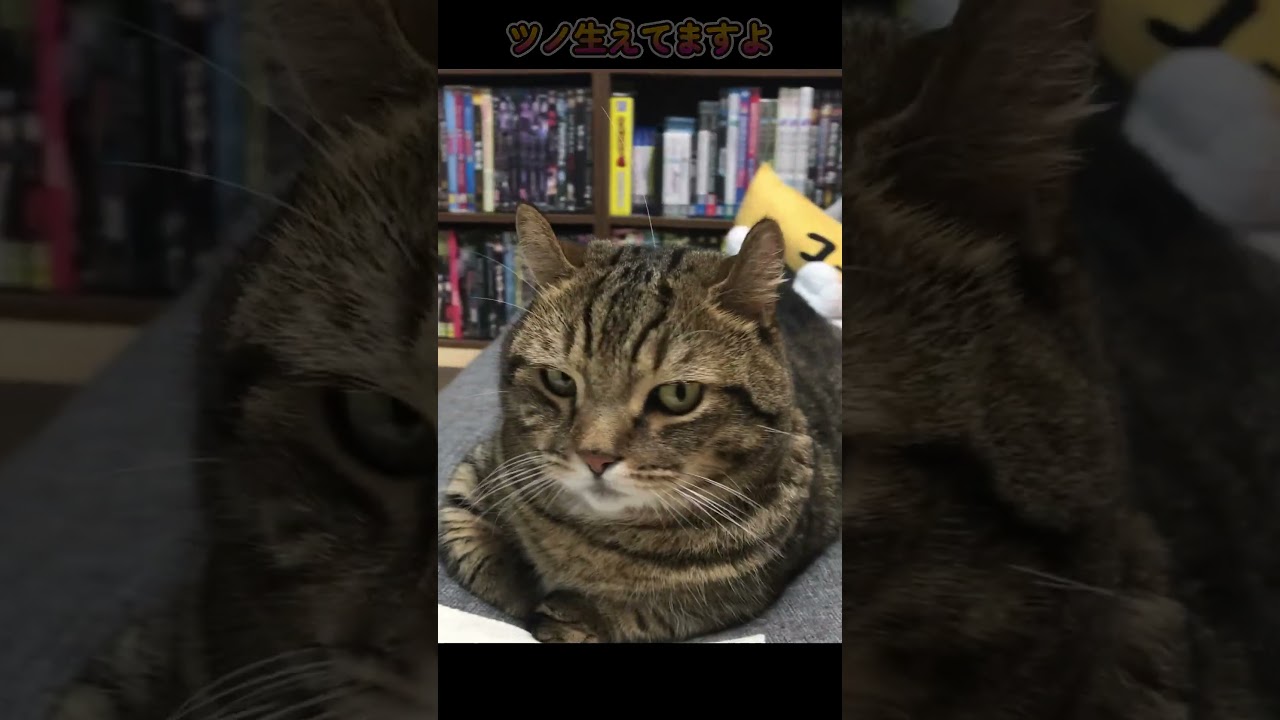 🐈
