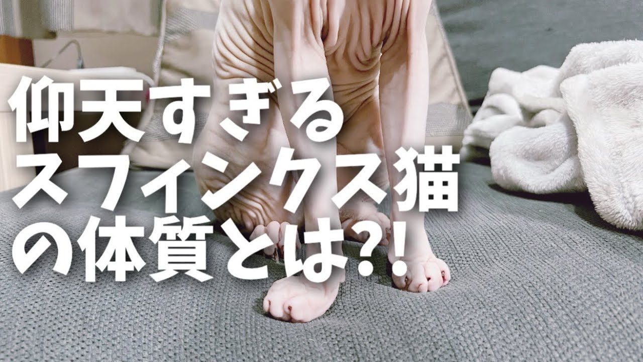 スフィンクス猫は汗っかき?!特殊なのは毛が無い事だけではなかった