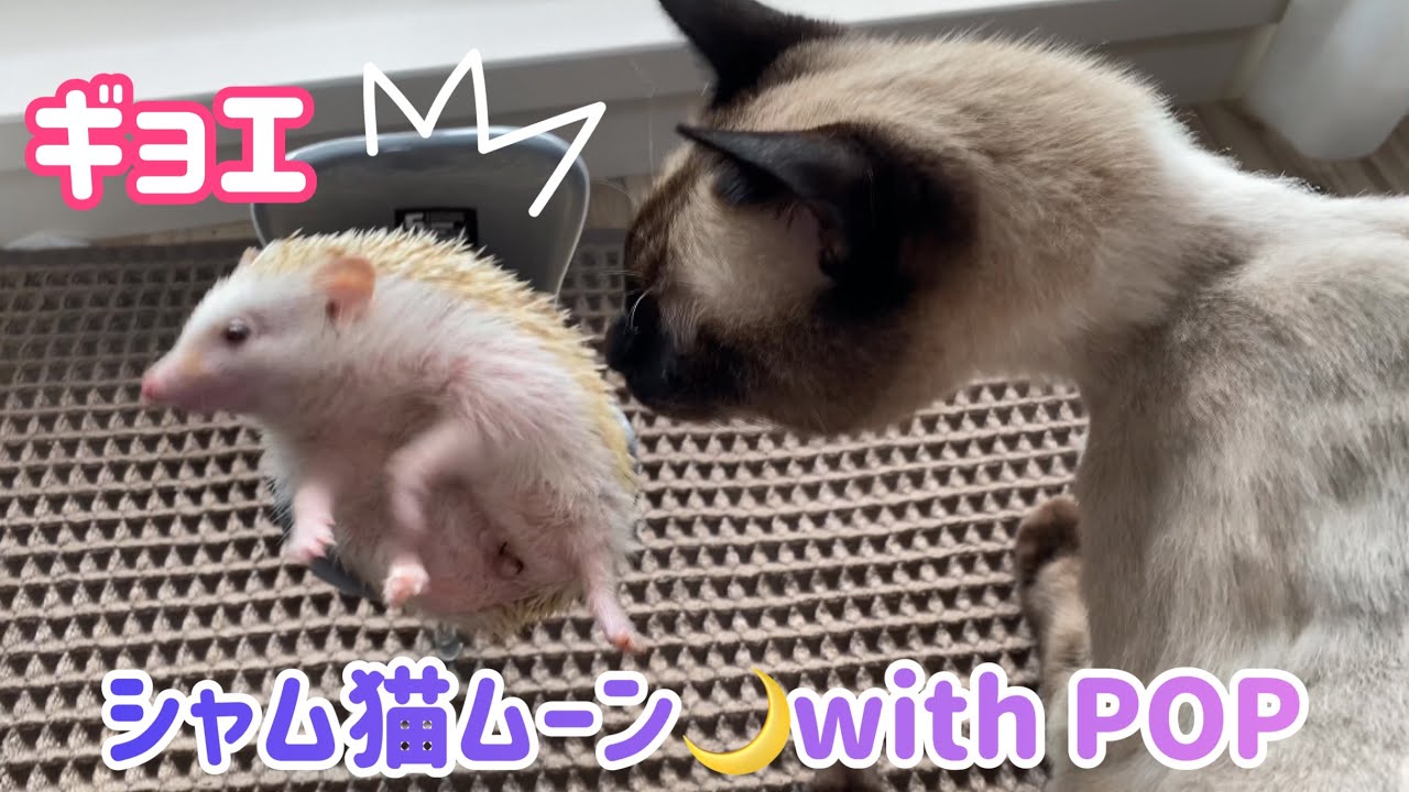 ハリネズミ🦔POP・新しいチェアー💺　シャム猫ムーン🌙チャンネルwithPOP