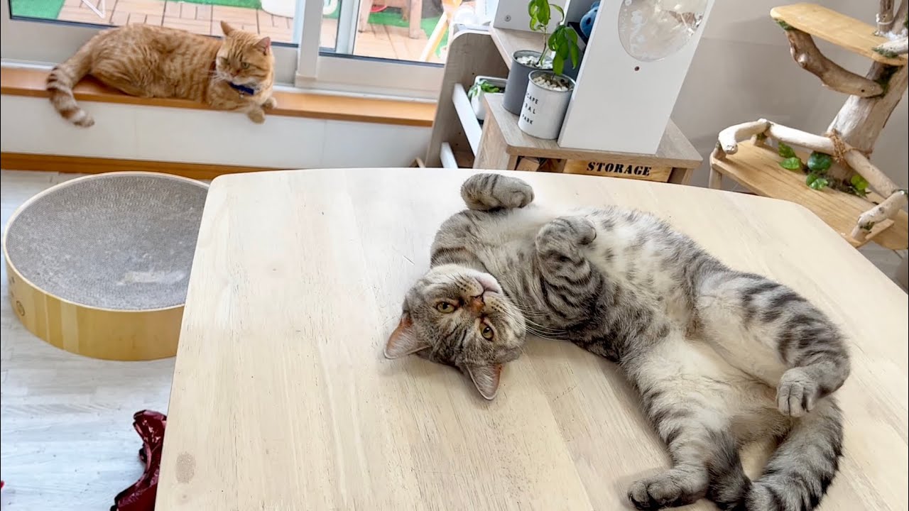 夫の見えないところで全力でくつろぐ妻 #猫 #マンチカン