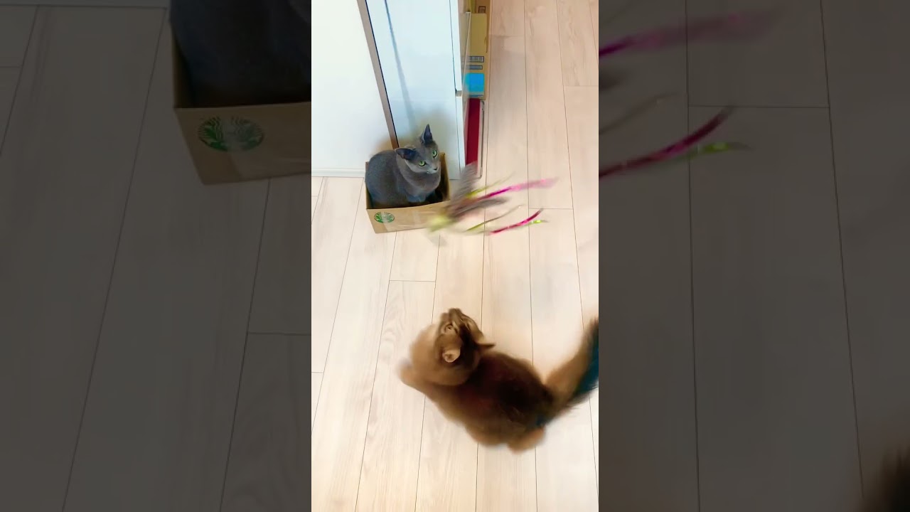 #ロシアンブルー #ソマリ #いやしねこ