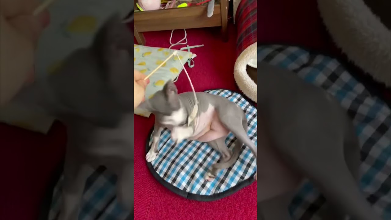 #Shorts スフィンクス猫の毛の無いお腹はぷりんぷりん？