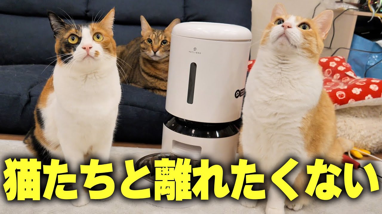 猫たちと離れるのが不安でたまらなくて外出できなくなったので秘密兵器を設置することにしました。