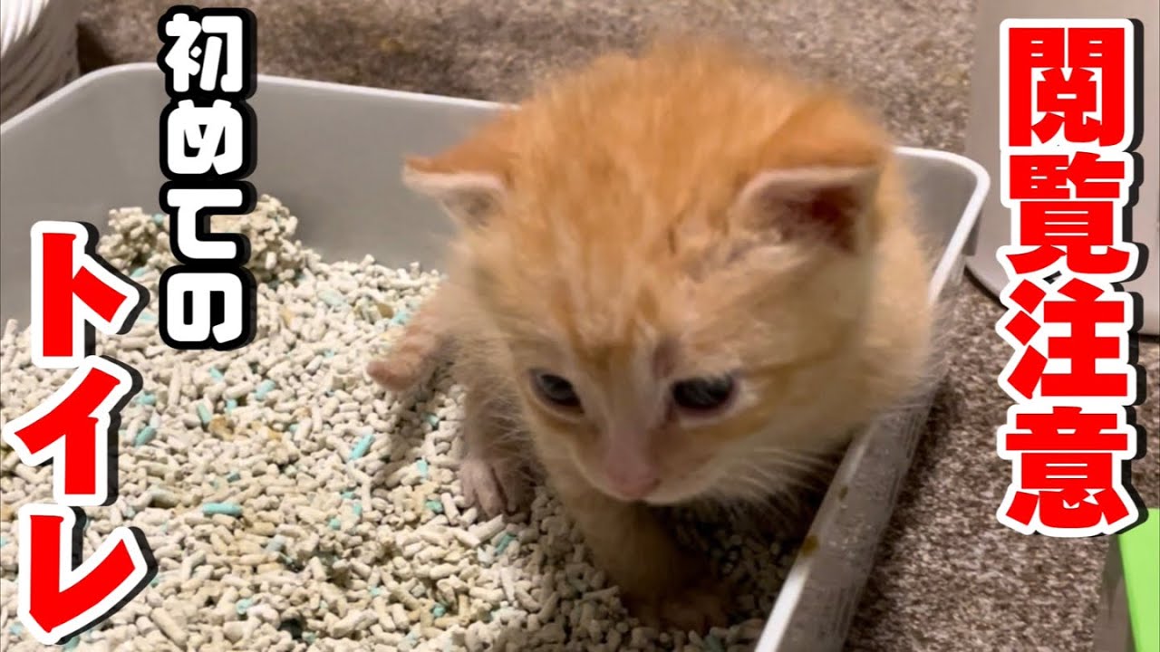 【閲覧注意】生後21日目の子猫の初めてのトイレ