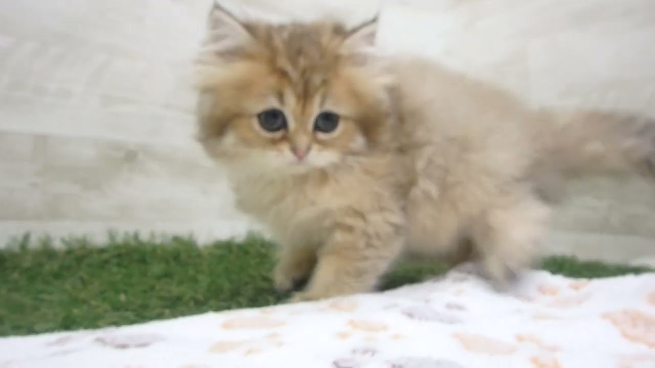 ペットショップcoo&riku No.00649248 ペルシャ