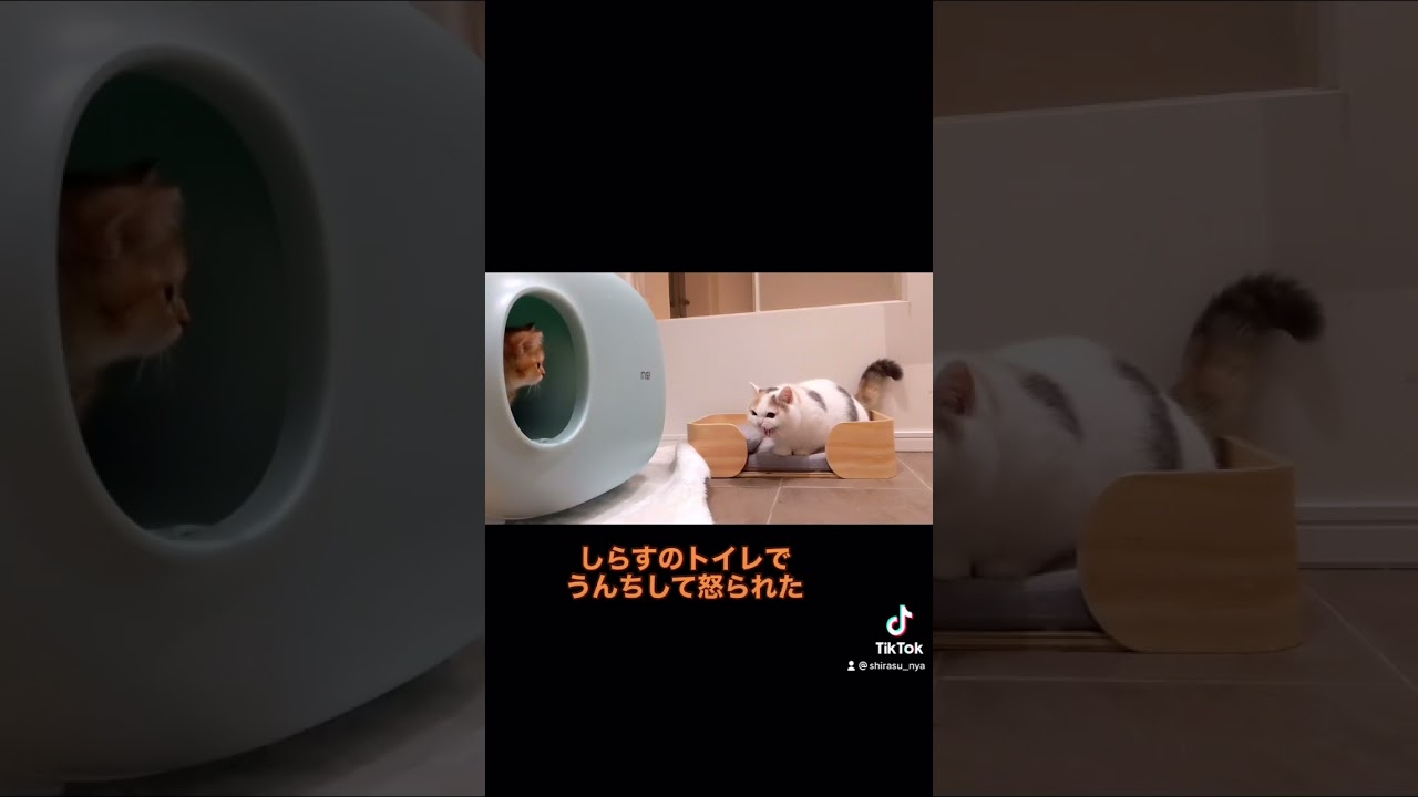 にぼしを病院に連れていきました… #Shorts