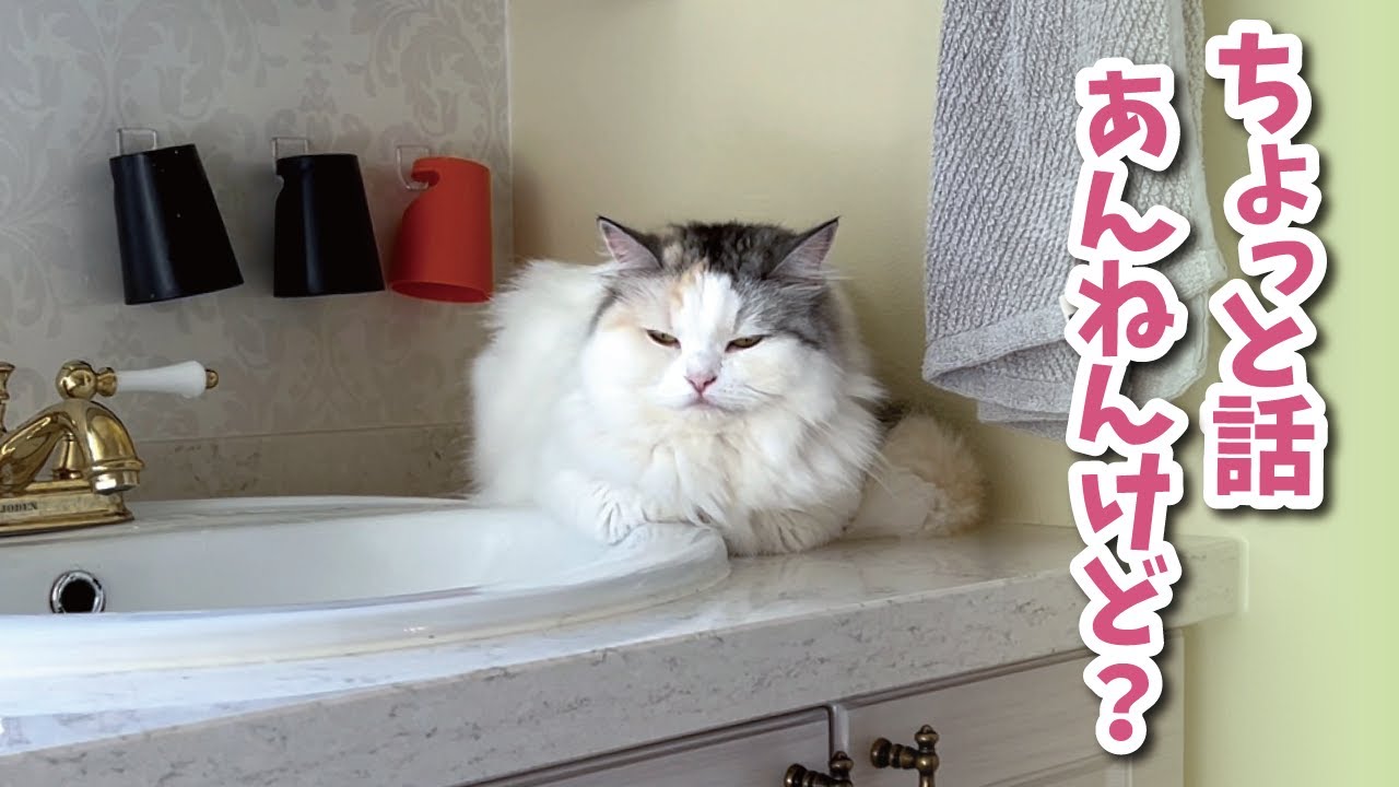 猫に注意しようとしたら逆にガチ説教されてしまいました…【関西弁でしゃべる猫】【猫アテレコ】