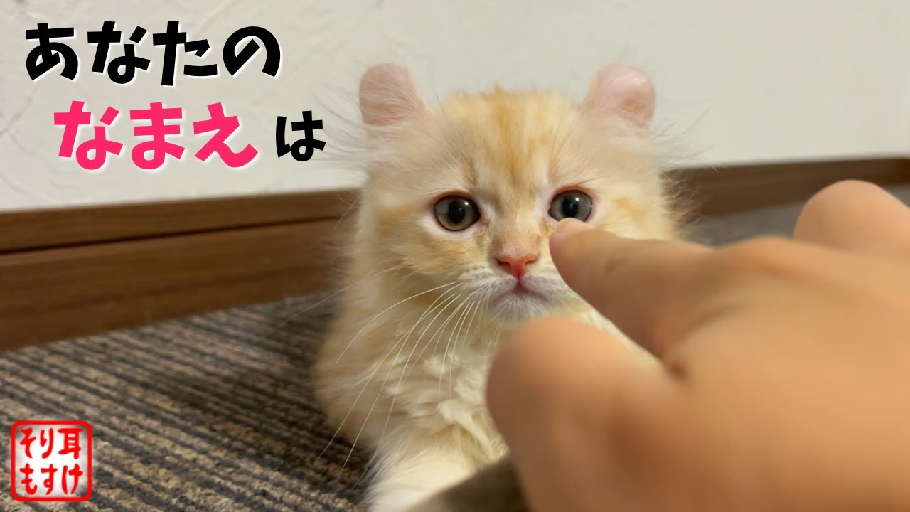 お迎えした子猫の命名をパパにお願いしたら名前が想像の斜め上。