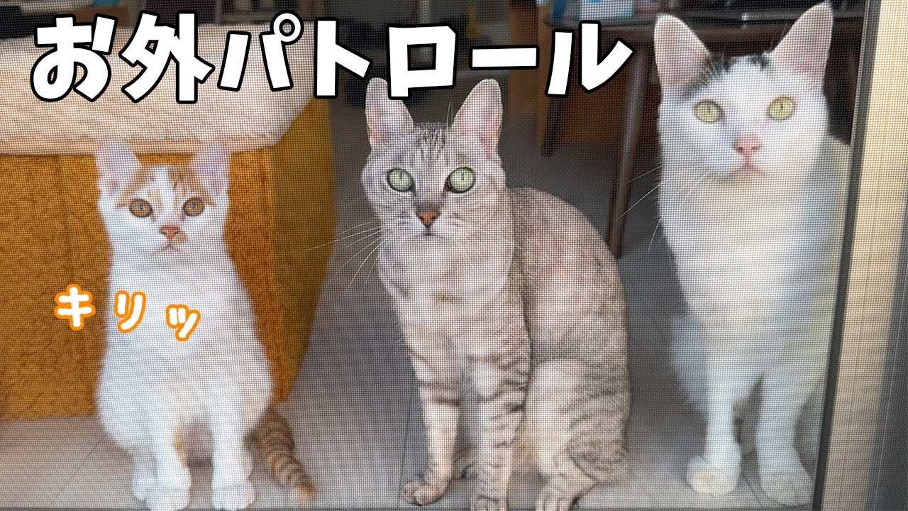 初めて子猫が先住猫たちとお外パトロールしました！
