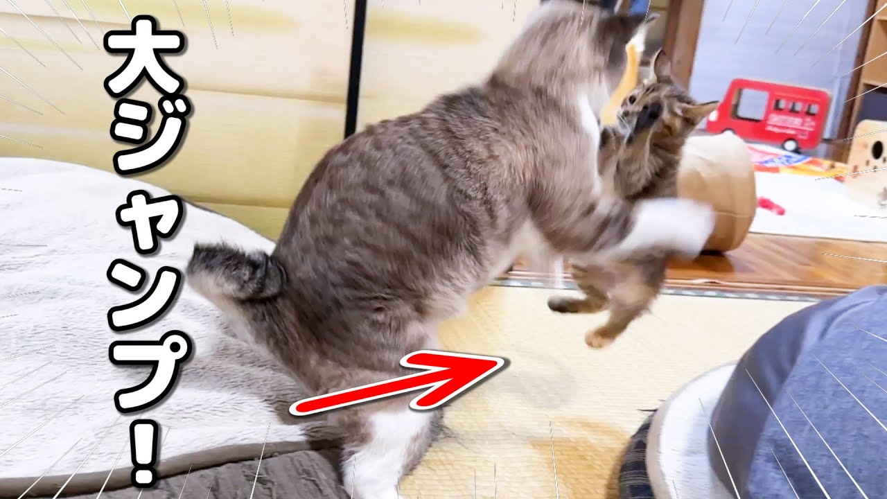 ゆっくり警戒しながら探索する子猫に先住猫が出てきてびっくりしちゃってこうなった笑
