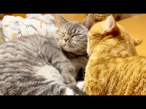 『あたいしあわせ！！』 #猫 #マンチカン