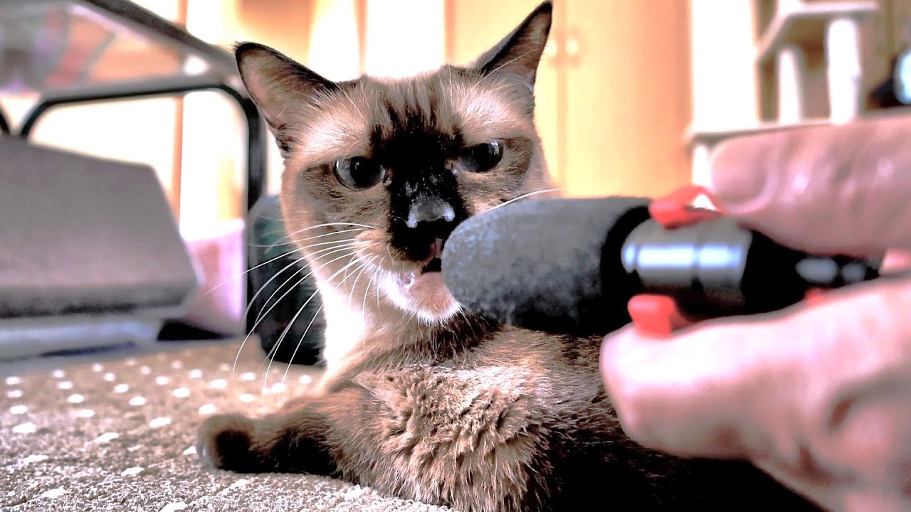 愛猫シャム猫のゴロゴロ音をマイクで拾ったら凄すぎた👂＋αマイクインタビュー🎤