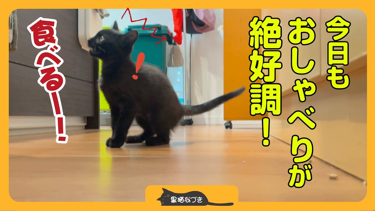 【おしゃべり子猫】帰るとずっとしゃべり続ける黒猫が可愛い！最近は遊ぶ時もひとりごと言ってるようです