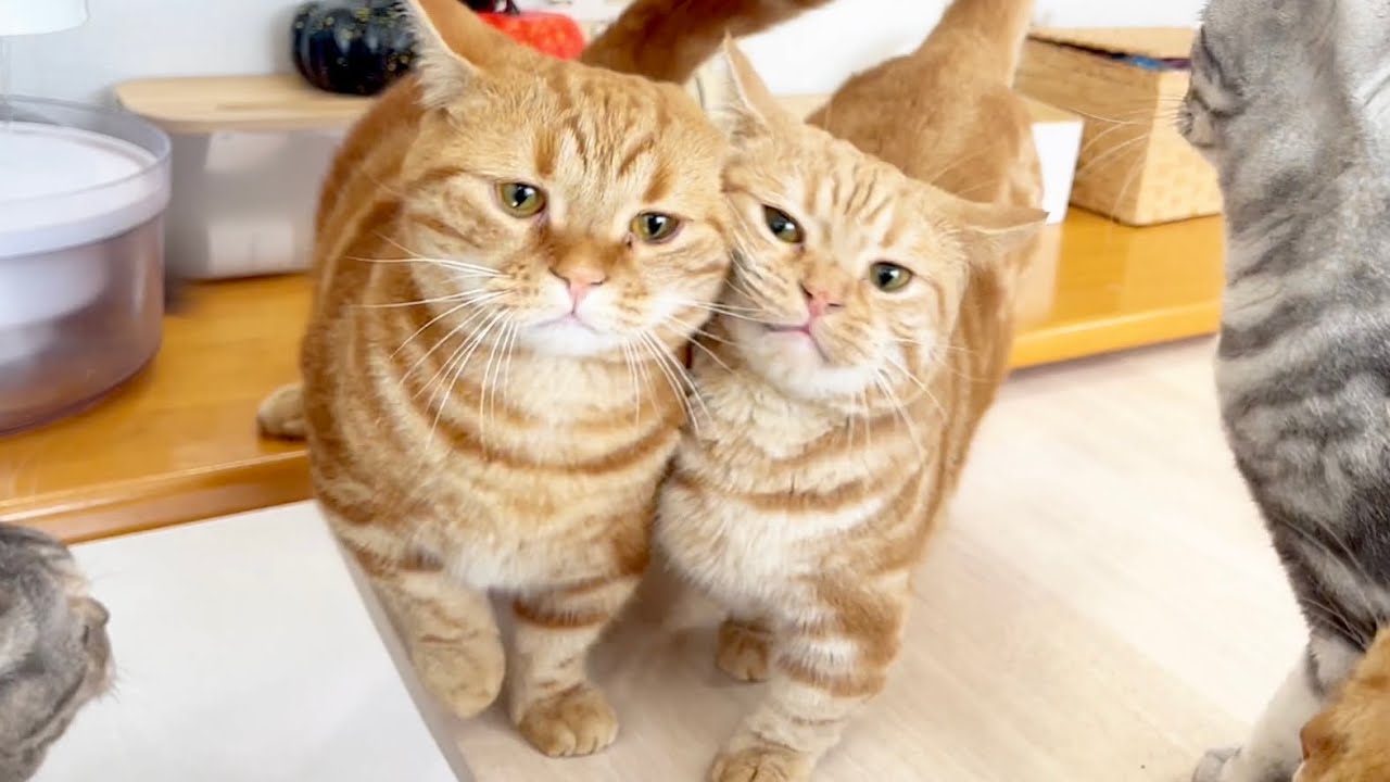 すっごくもりだくさんにいろんなことが起きた楽しいごはんタイム #猫 #マンチカン