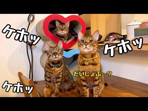 夜な夜な猫の集合写真撮ってたら翌日夫がコロナになりました